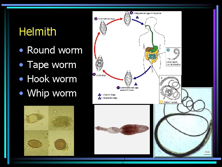 Helmith • • Round worm Tape worm Hook worm Whip worm 