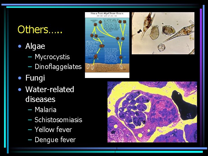 Others…. . • Algae – Mycrocystis – Dinoflaggelates • Fungi • Water-related diseases –