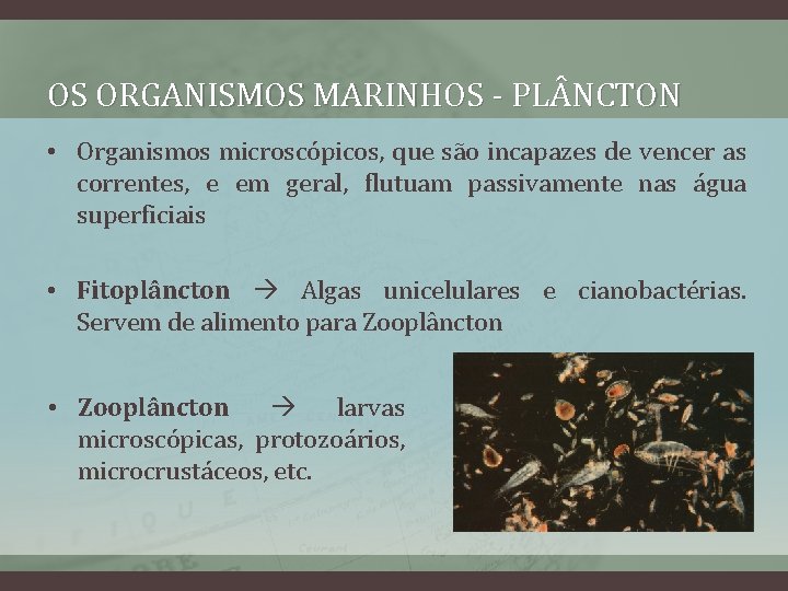 OS ORGANISMOS MARINHOS - PL NCTON • Organismos microscópicos, que são incapazes de vencer