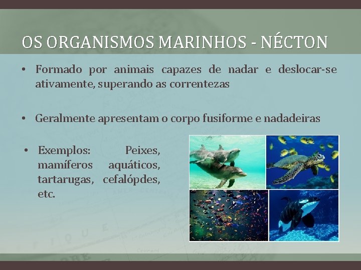 OS ORGANISMOS MARINHOS - NÉCTON • Formado por animais capazes de nadar e deslocar-se