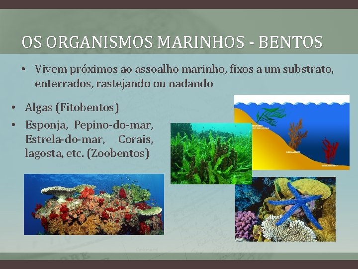 OS ORGANISMOS MARINHOS - BENTOS • Vivem próximos ao assoalho marinho, fixos a um