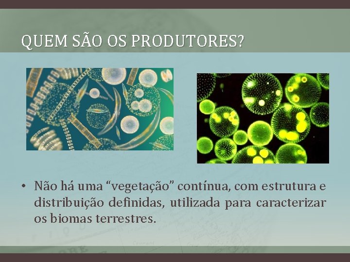 QUEM SÃO OS PRODUTORES? • Não há uma “vegetação” contínua, com estrutura e distribuição