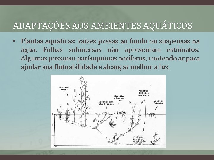 ADAPTAÇÕES AOS AMBIENTES AQUÁTICOS • Plantas aquáticas: raízes presas ao fundo ou suspensas na