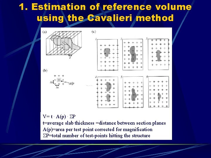 1. Estimation of reference volume using the Cavalieri method V= t. A(p). P t=average