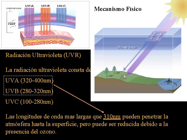 Mecanismo Físico Radiación Ultravioleta (UVR) La radiación ultravioleta consta de UVA (320 -400 nm)