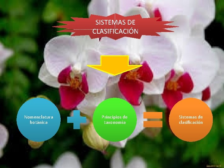 SISTEMAS DE CLASIFICACIÓN Nomenclatura botánica Principios de taxonomía Sistemas de clasificación 