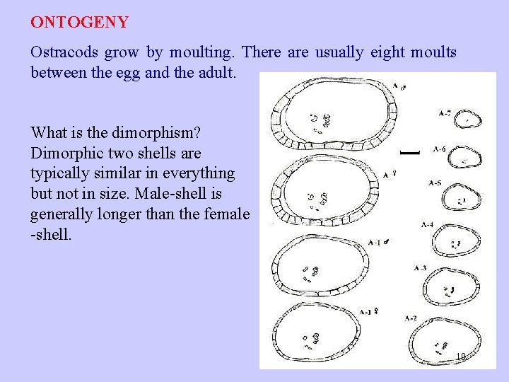 ONTOGENY Ostracods grow by moulting. There are usually eight moults between the egg and