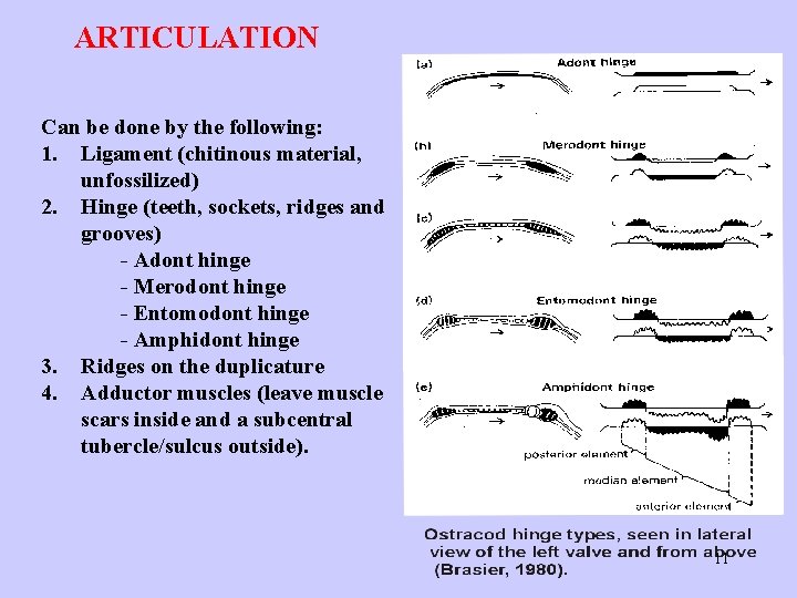 ARTICULATION Can be done by the following: 1. Ligament (chitinous material, unfossilized) 2. Hinge