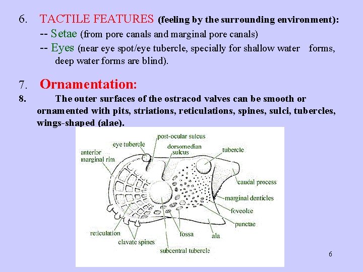 6. TACTILE FEATURES (feeling by the surrounding environment): -- Setae (from pore canals and