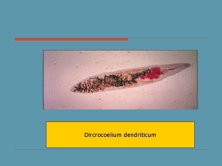 Dircrocoelium dendriticum 