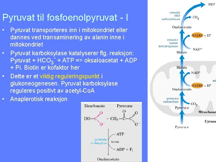 Pyruvat til fosfoenolpyruvat - I • Pyruvat transporteres inn i mitokondriet eller dannes ved