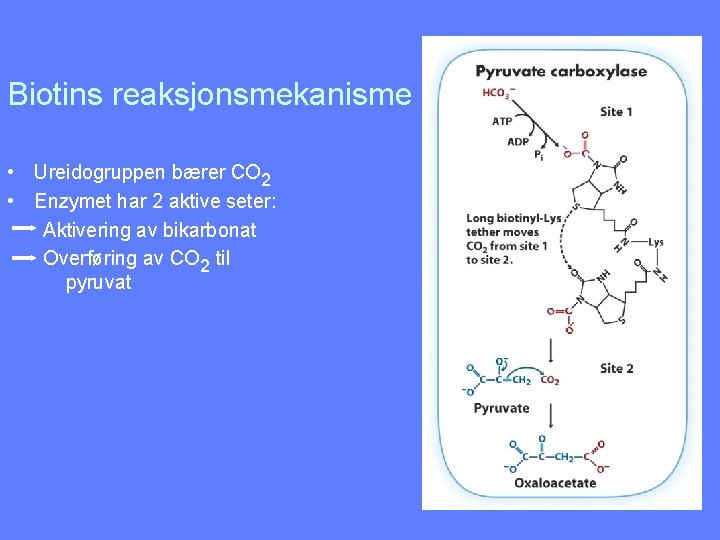 Biotins reaksjonsmekanisme • Ureidogruppen bærer CO 2 • Enzymet har 2 aktive seter: Aktivering