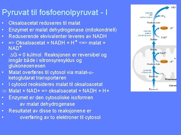 Pyruvat til fosfoenolpyruvat - I • • Þ • • Oksaloacetat reduseres til malat