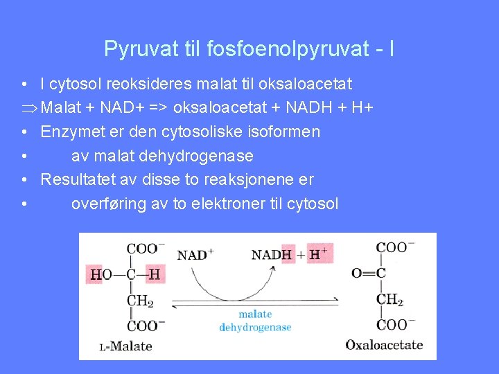 Pyruvat til fosfoenolpyruvat - I • I cytosol reoksideres malat til oksaloacetat Þ Malat