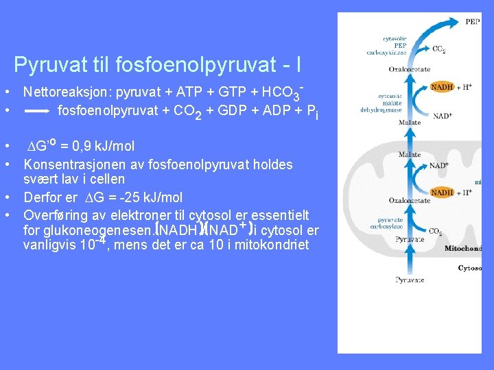 Pyruvat til fosfoenolpyruvat - I • Nettoreaksjon: pyruvat + ATP + GTP + HCO