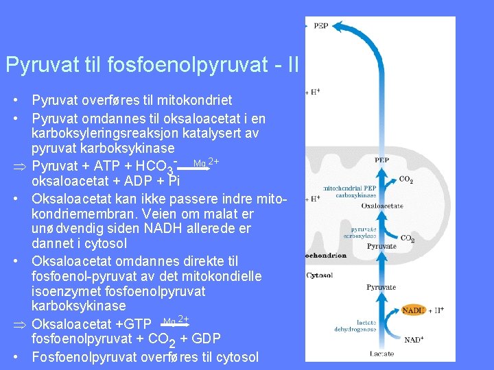 Pyruvat til fosfoenolpyruvat - II • Pyruvat overføres til mitokondriet • Pyruvat omdannes til