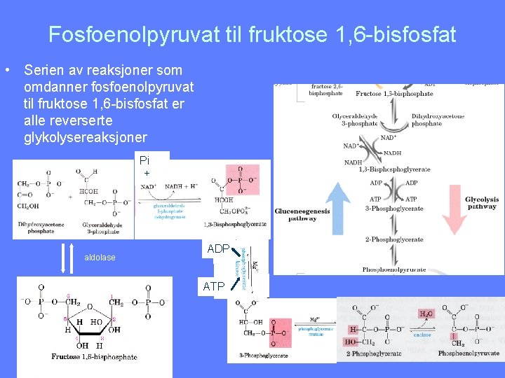 Fosfoenolpyruvat til fruktose 1, 6 -bisfosfat • Serien av reaksjoner som omdanner fosfoenolpyruvat til