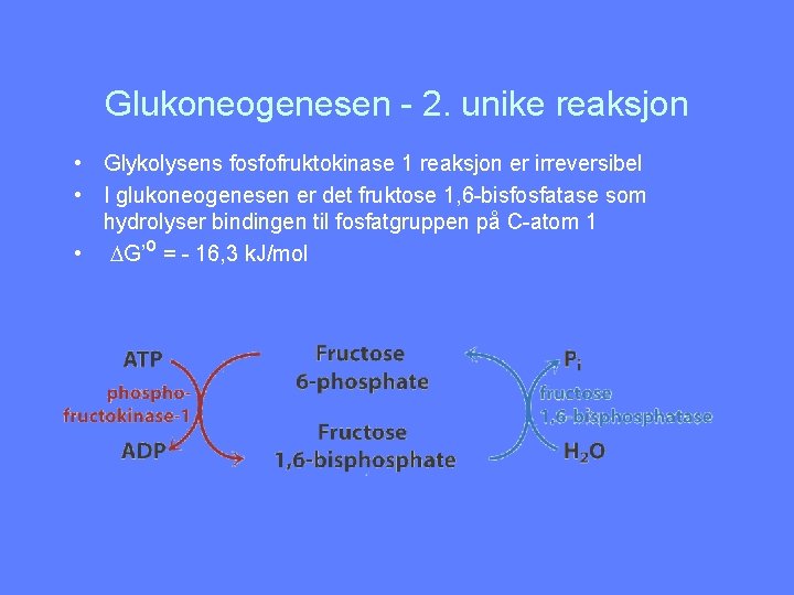 Glukoneogenesen - 2. unike reaksjon • Glykolysens fosfofruktokinase 1 reaksjon er irreversibel • I