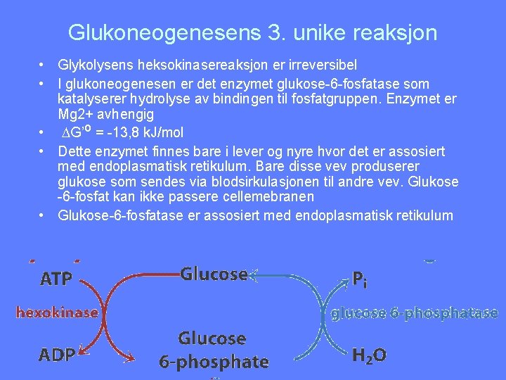 Glukoneogenesens 3. unike reaksjon • Glykolysens heksokinasereaksjon er irreversibel • I glukoneogenesen er det