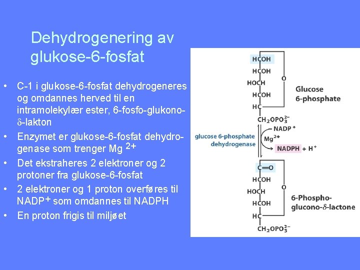 Dehydrogenering av glukose-6 -fosfat • C-1 i glukose-6 -fosfat dehydrogeneres og omdannes herved til