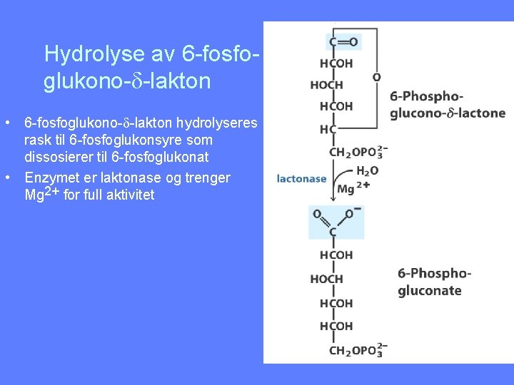 Hydrolyse av 6 -fosfoglukono-d-lakton • 6 -fosfoglukono-d-lakton hydrolyseres rask til 6 -fosfoglukonsyre som dissosierer