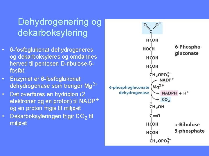 Dehydrogenering og dekarboksylering • 6 -fosfoglukonat dehydrogeneres og dekarboksyleres og omdannes herved til pentosen