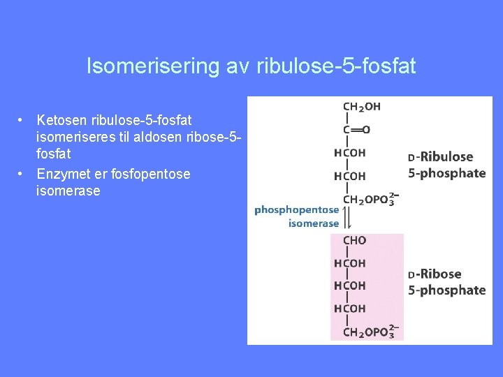 Isomerisering av ribulose-5 -fosfat • Ketosen ribulose-5 -fosfat isomeriseres til aldosen ribose-5 fosfat •