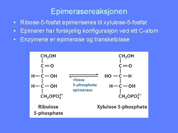 Epimerasereaksjonen • Ribose-5 -fosfat epimeriseres til xylulose-5 -fosfat • Epimerer har forskjellig konfigurasjon ved