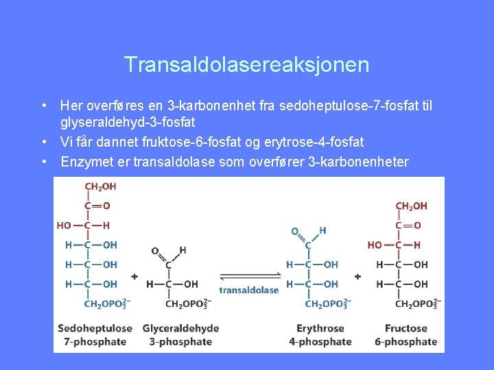 Transaldolasereaksjonen • Her overføres en 3 -karbonenhet fra sedoheptulose-7 -fosfat til glyseraldehyd-3 -fosfat •