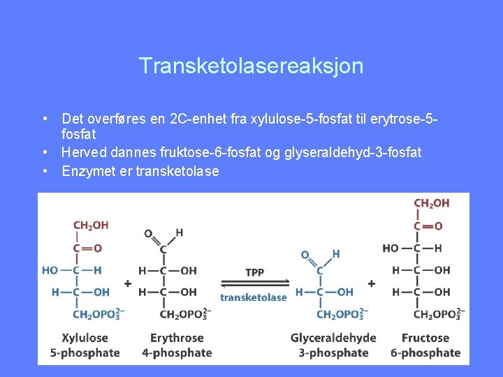 Transketolasereaksjon • Det overføres en 2 C-enhet fra xylulose-5 -fosfat til erytrose-5 fosfat •