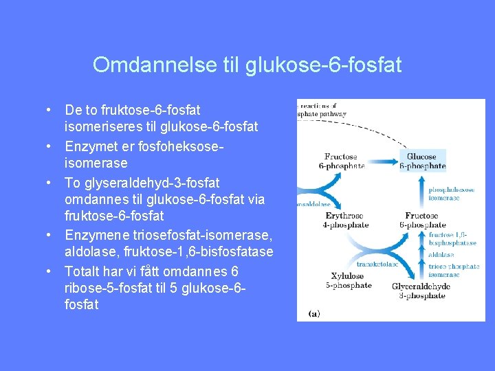 Omdannelse til glukose-6 -fosfat • De to fruktose-6 -fosfat isomeriseres til glukose-6 -fosfat •