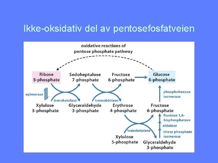 Ikke-oksidativ del av pentosefosfatveien 