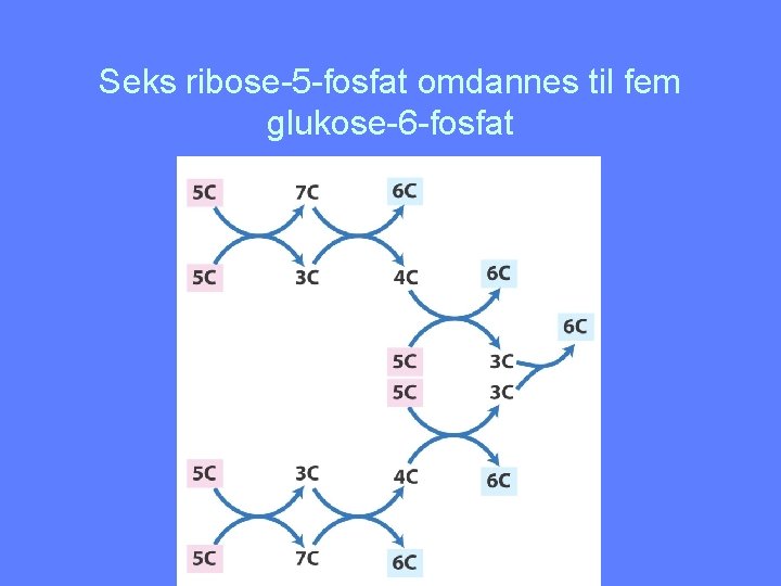 Seks ribose-5 -fosfat omdannes til fem glukose-6 -fosfat 