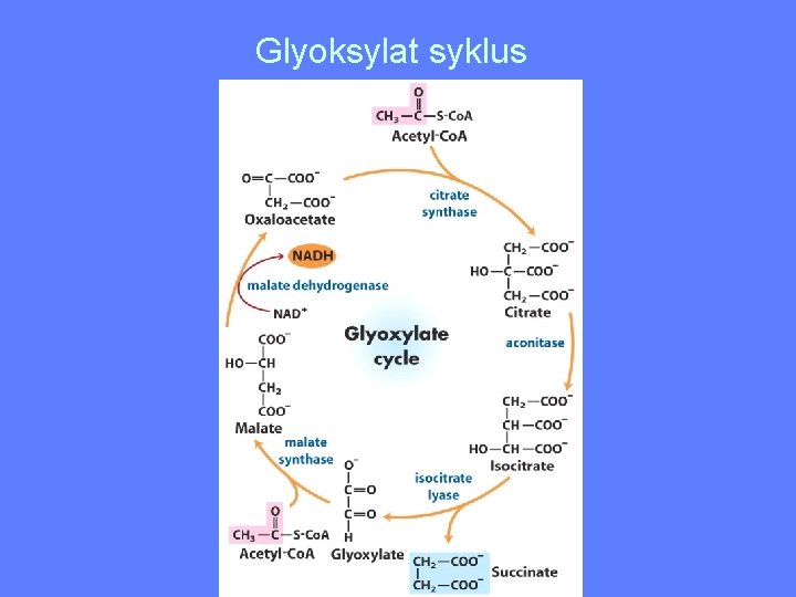 Glyoksylat syklus 