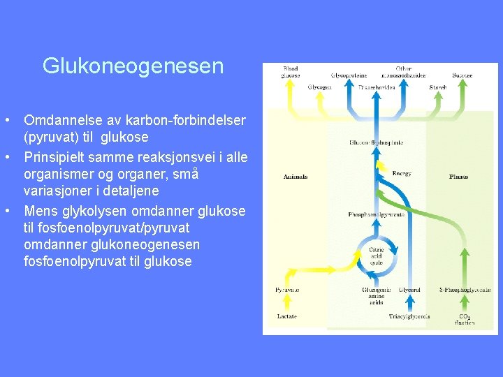 Glukoneogenesen • Omdannelse av karbon-forbindelser (pyruvat) til glukose • Prinsipielt samme reaksjonsvei i alle