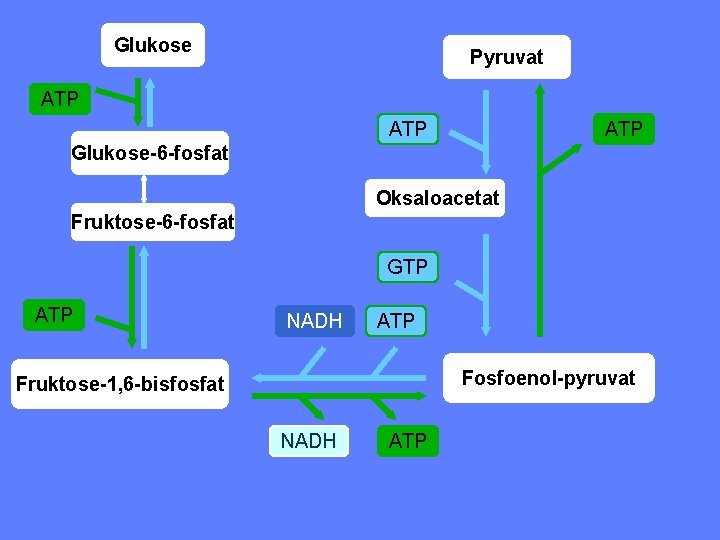 Glukose Pyruvat ATP ATP Glukose-6 -fosfat Oksaloacetat Fruktose-6 -fosfat GTP ATP NADH ATP Fosfoenol-pyruvat