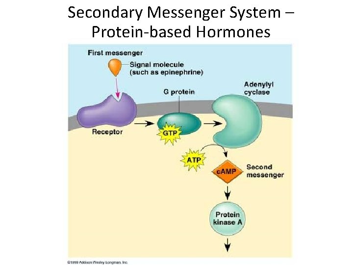 Secondary Messenger System – Protein-based Hormones 