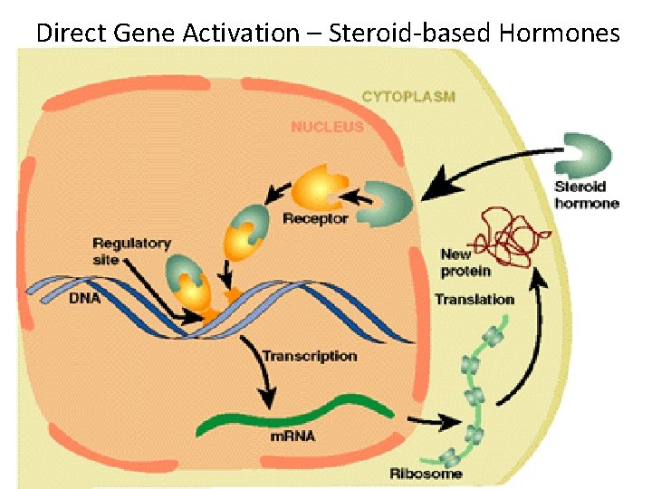 Direct Gene Activation – Steroid-based Hormones 