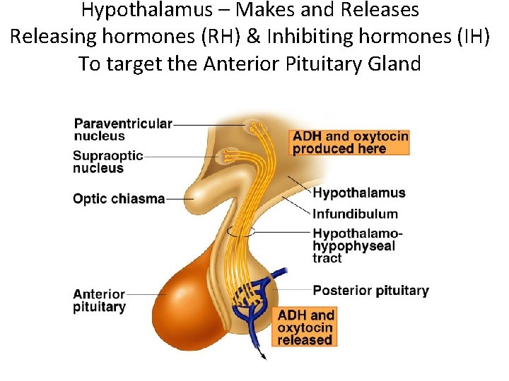 Hypothalamus – Makes and Releases Releasing hormones (RH) & Inhibiting hormones (IH) To target