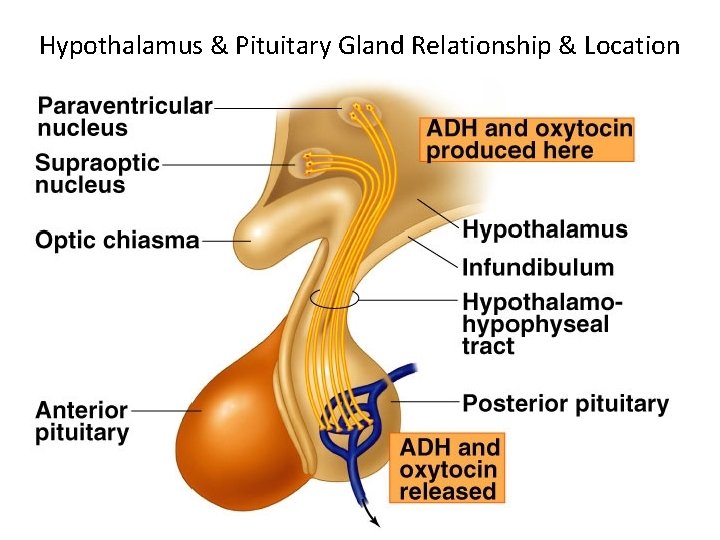 Hypothalamus & Pituitary Gland Relationship & Location 