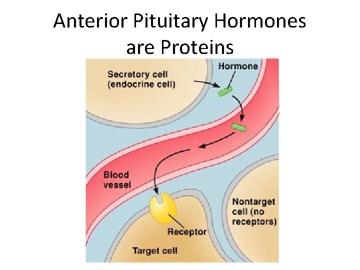 Anterior Pituitary Hormones are Proteins 