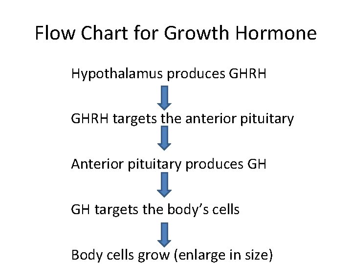 Flow Chart for Growth Hormone Hypothalamus produces GHRH targets the anterior pituitary Anterior pituitary