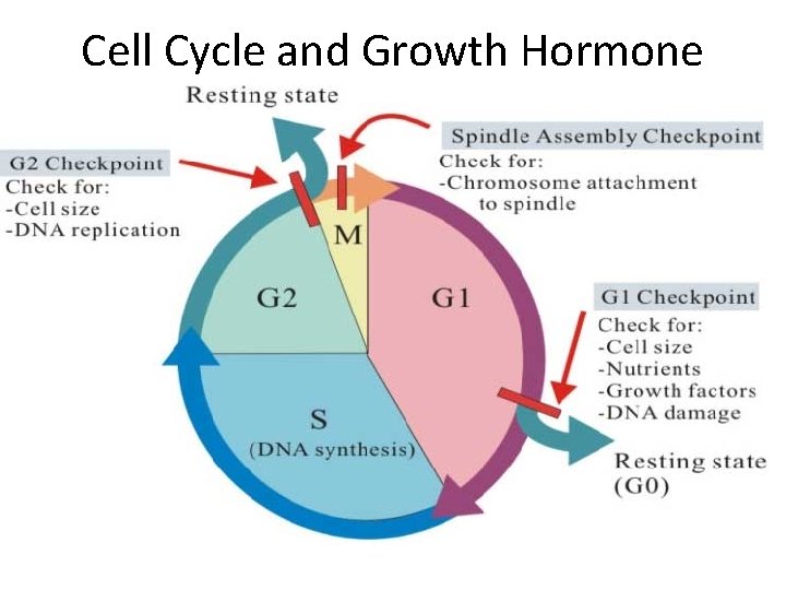 Cell Cycle and Growth Hormone 