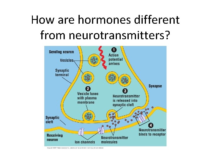 How are hormones different from neurotransmitters? 