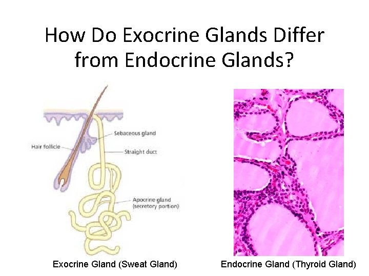 How Do Exocrine Glands Differ from Endocrine Glands? Exocrine Gland (Sweat Gland) Endocrine Gland