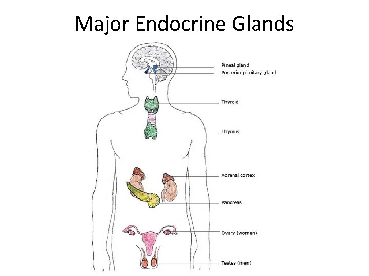 Major Endocrine Glands 