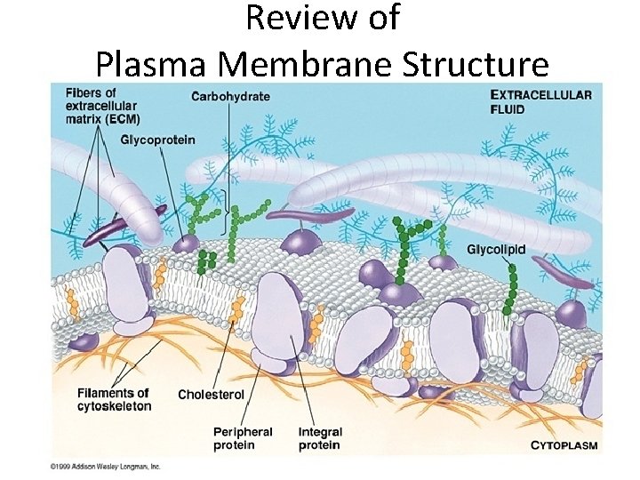 Review of Plasma Membrane Structure 