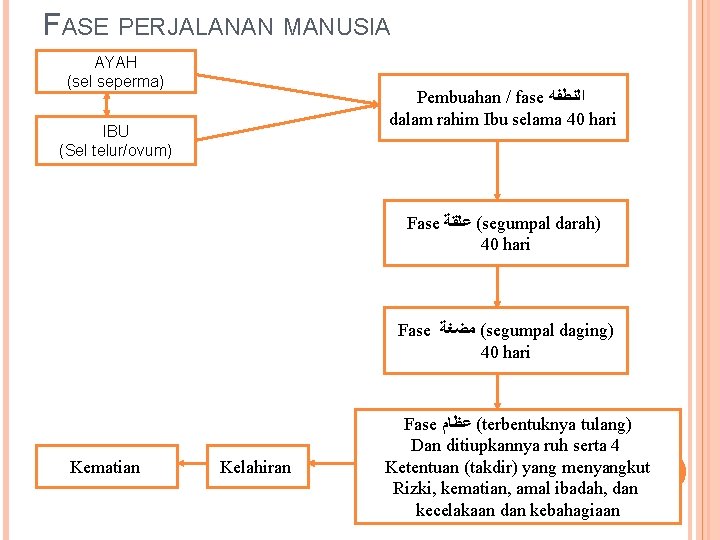 FASE PERJALANAN MANUSIA AYAH (sel seperma) Pembuahan / fase ﺍﻟﻨﻄﻔﻪ dalam rahim Ibu selama