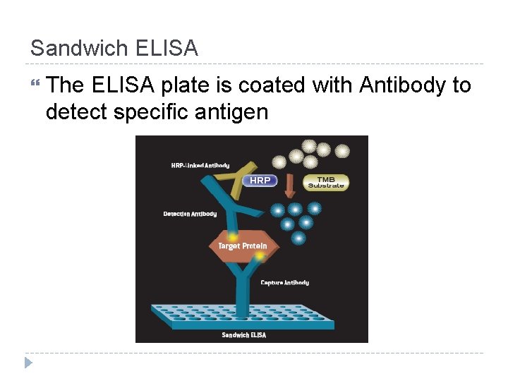 Sandwich ELISA The ELISA plate is coated with Antibody to detect specific antigen 