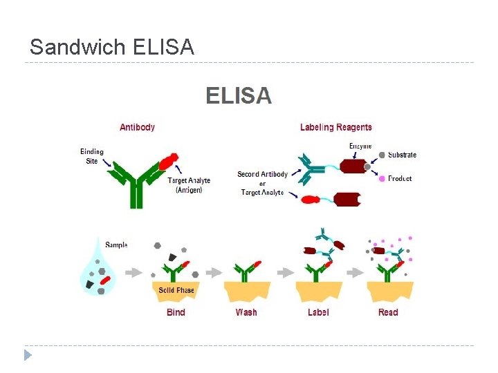 Sandwich ELISA 